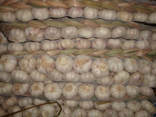 ضفائر الثوم الطازج