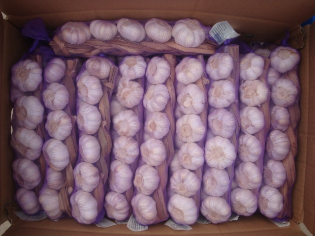 Fresh Garlic Braids
