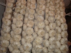 ضفائر الثوم الطازج