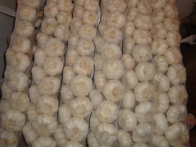 ضفائر الثوم الطازج