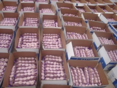 ضفائر الثوم الطازج