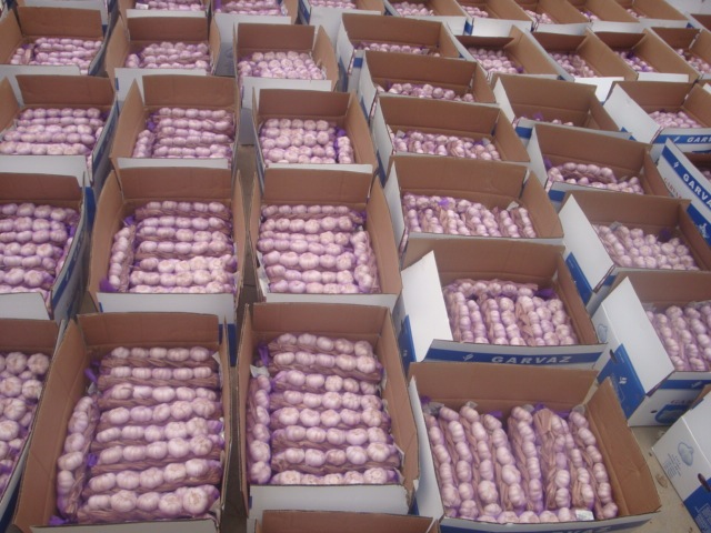 ضفائر الثوم الطازج