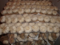 ضفائر الثوم الطازج