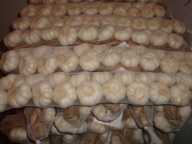 ضفائر الثوم الطازج