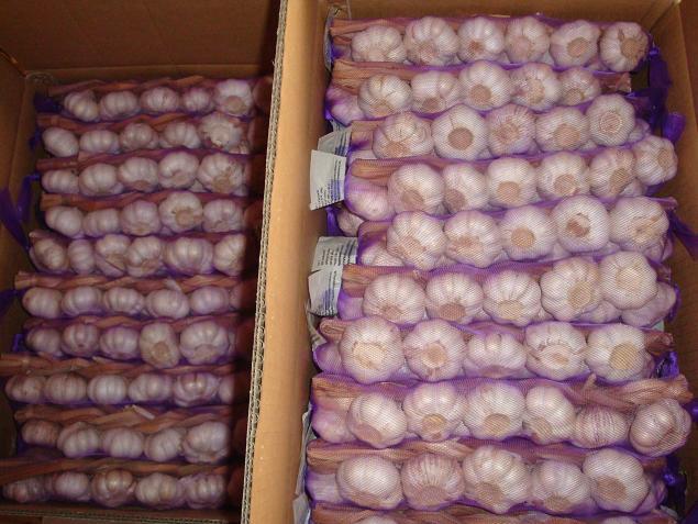 ضفائر الثوم الطازج