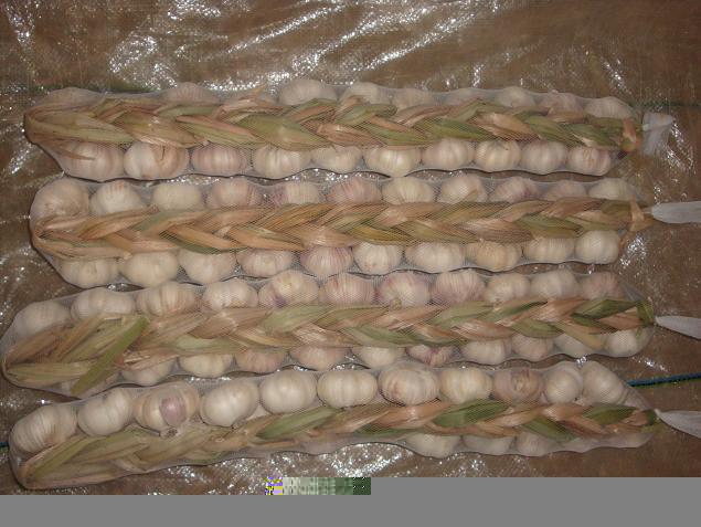 Fresh Garlic Braids