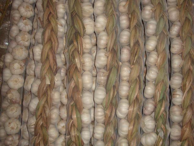 Fresh Garlic Braids