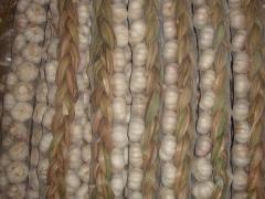 ضفائر الثوم الطازج