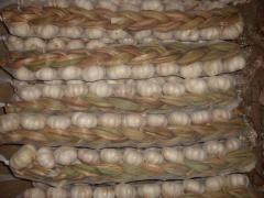 ضفائر الثوم الطازج