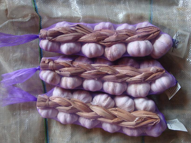 Fresh Garlic Braids