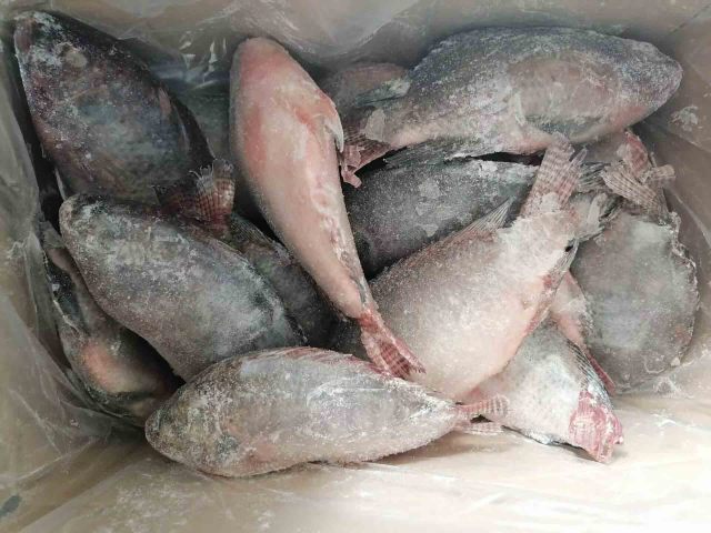 سمك البلطي المجمد