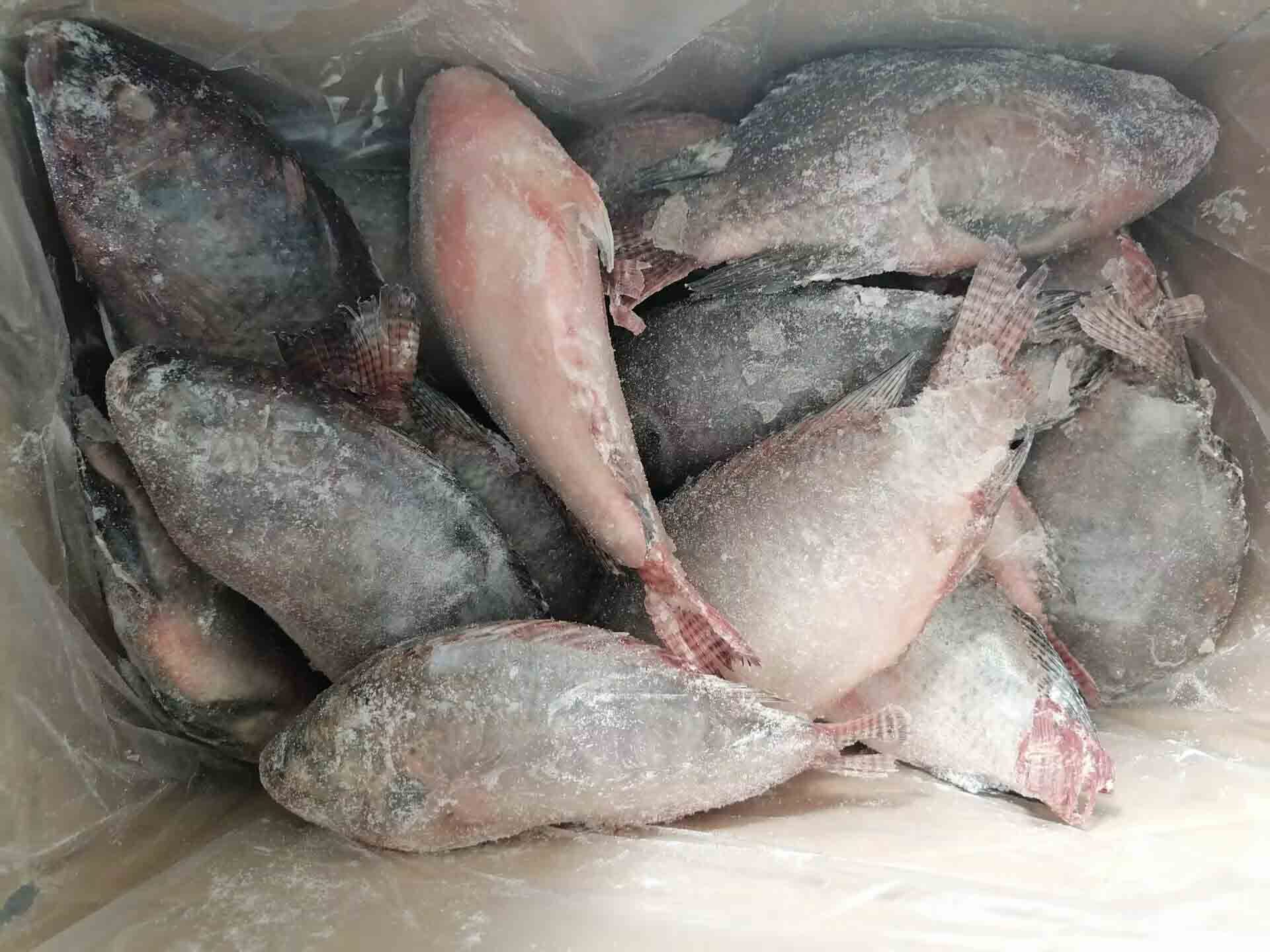 Frozen Tilapia