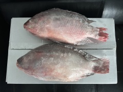 Tilapia congelé