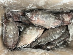 Frozen Tilapia