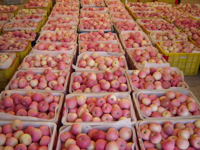 Fresh Fuji Apple