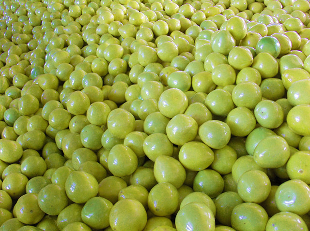 Fresh pomelo