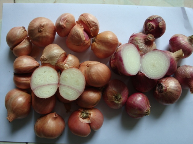 Fresh shallot