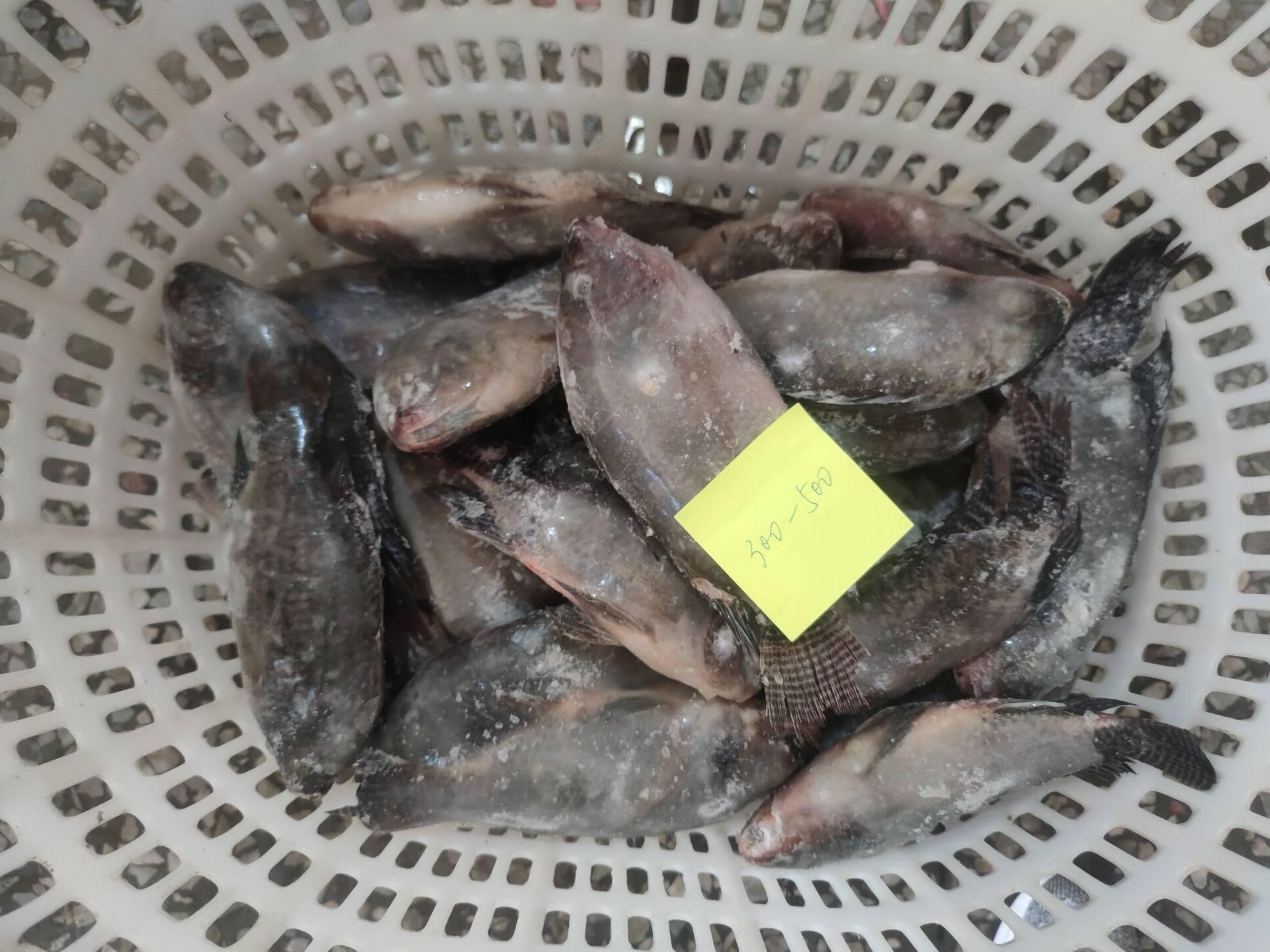 Frozen Tilapia