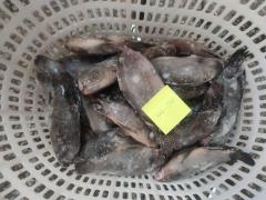 Frozen Tilapia