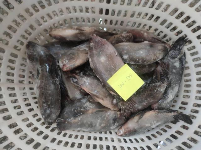 Frozen Tilapia