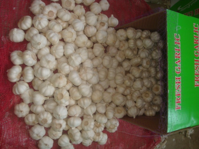 Ajo blanco puro fresco