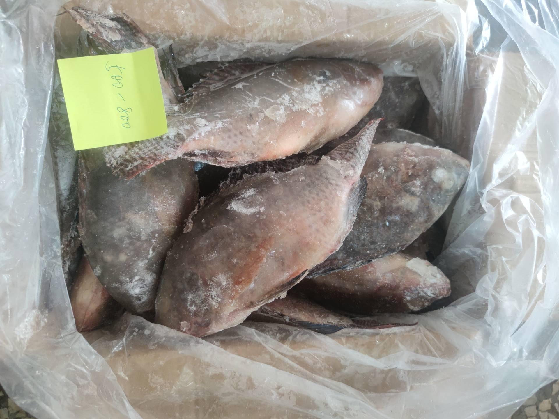 Frozen Tilapia