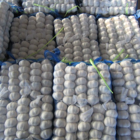 Fresh Pure White Garlic