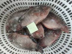 Frozen Tilapia