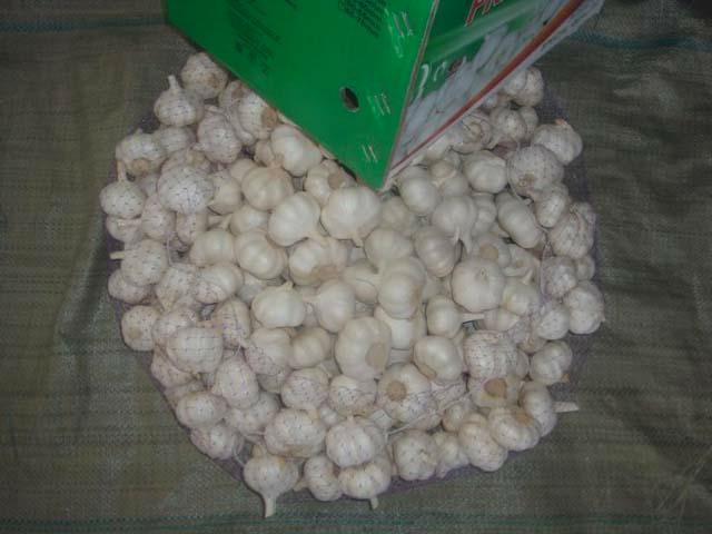Fresh Pure White Garlic