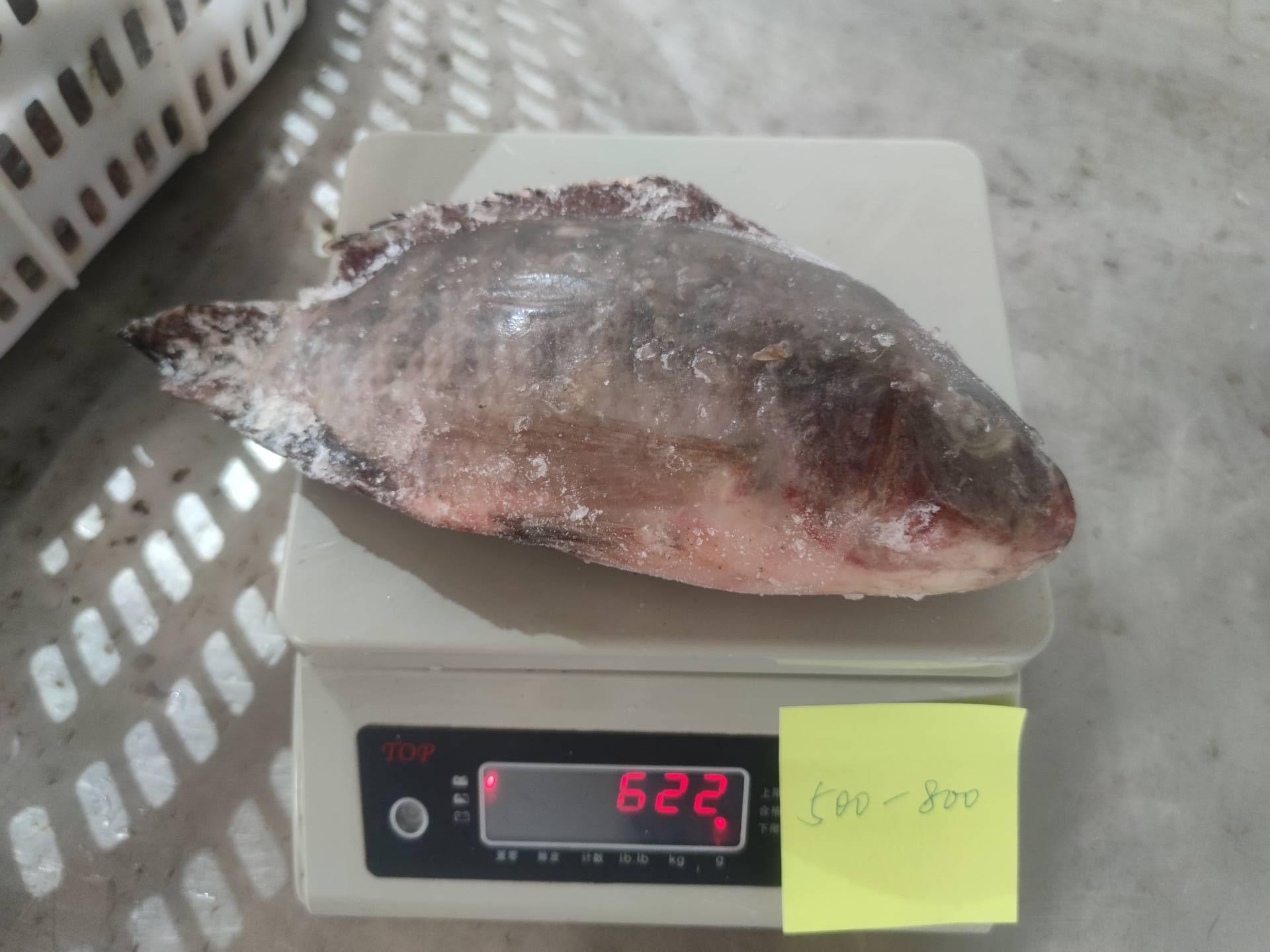 Frozen Tilapia