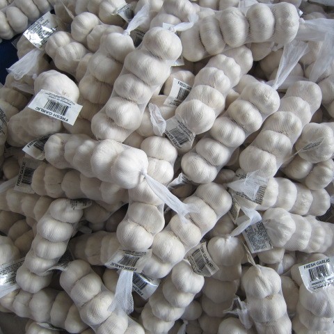 Fresh Pure White Garlic