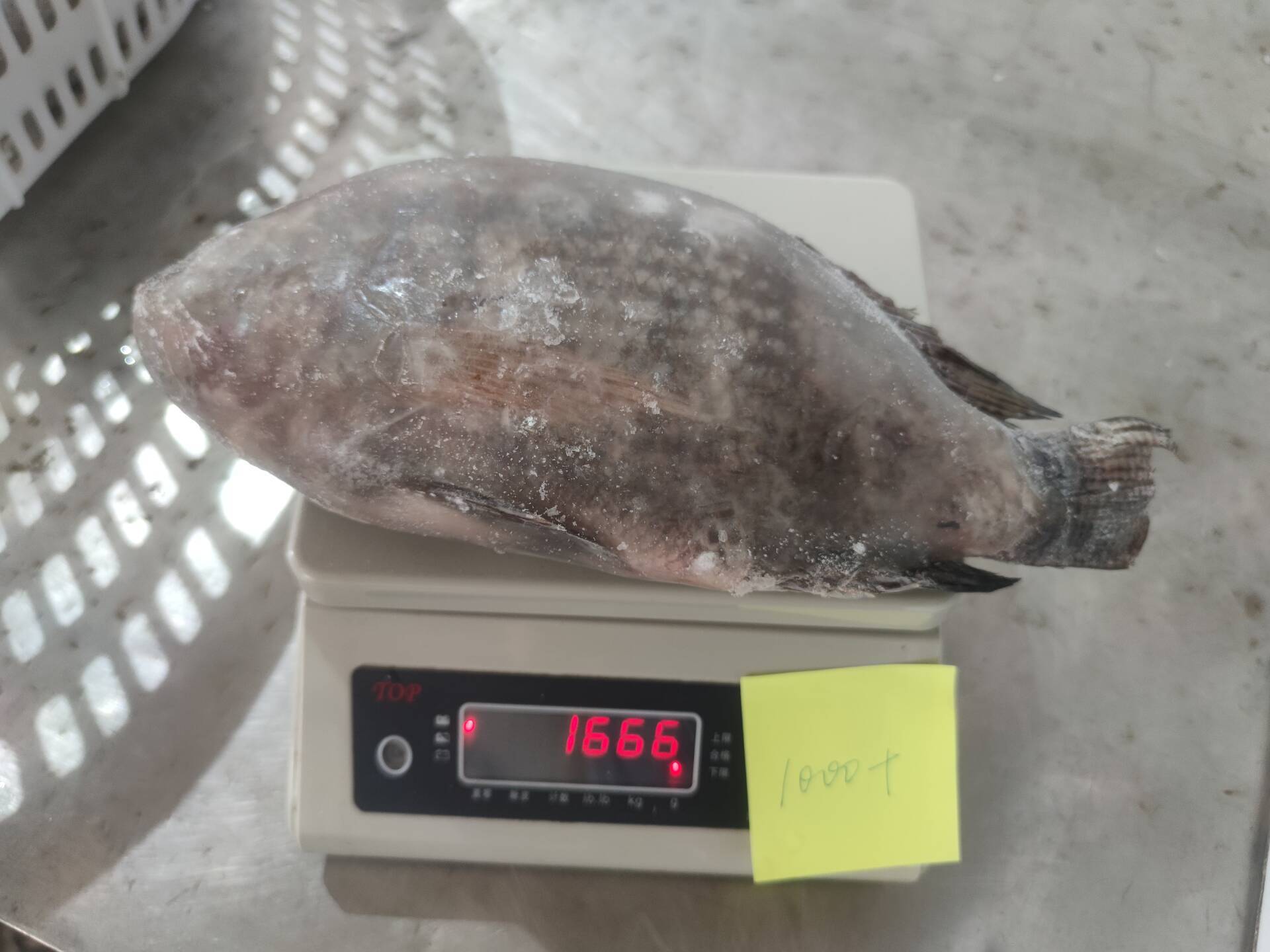 Frozen Tilapia