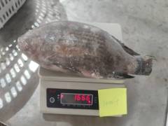 Frozen Tilapia