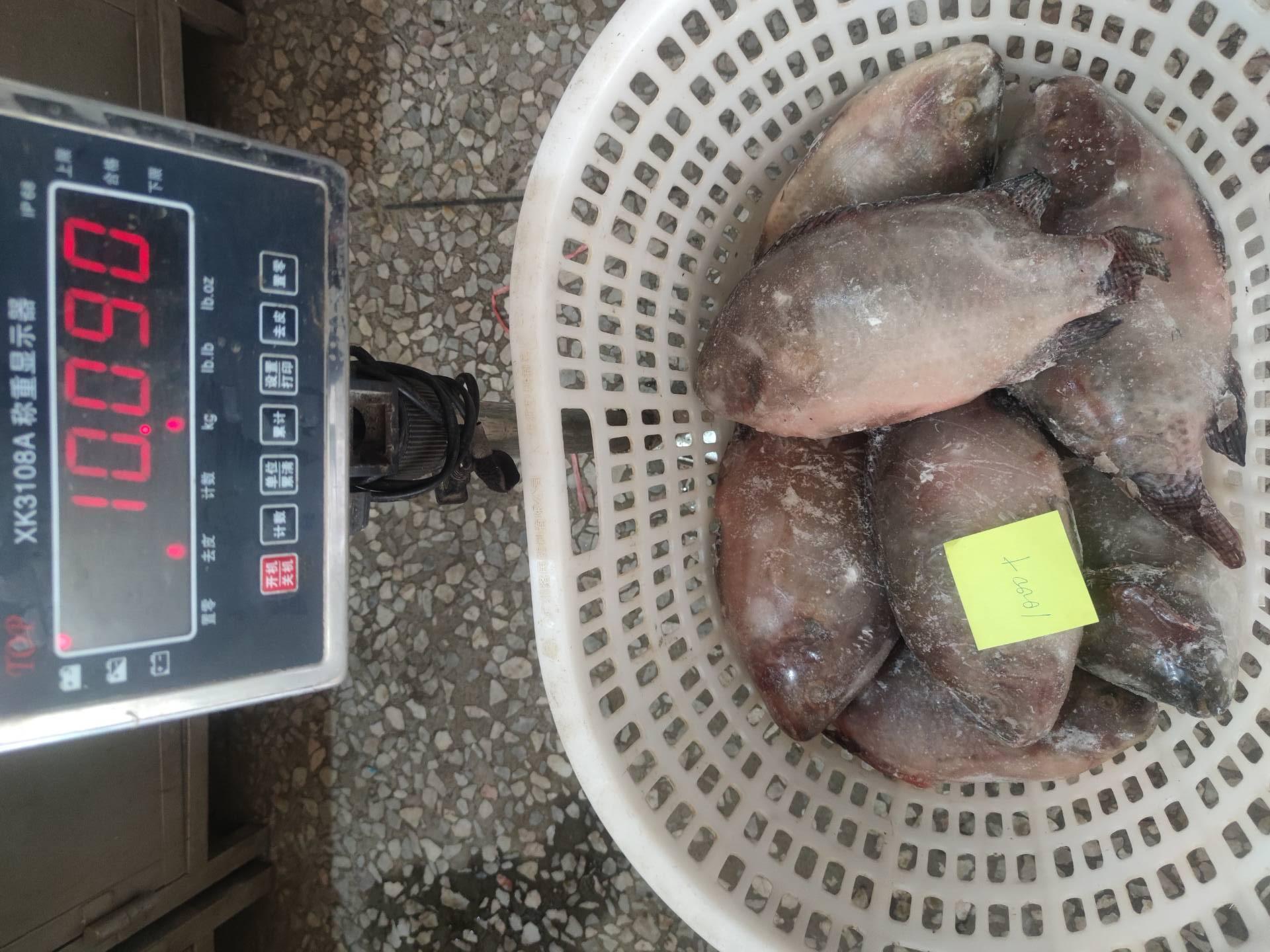 Frozen Tilapia