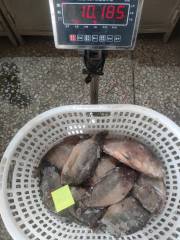 Frozen Tilapia