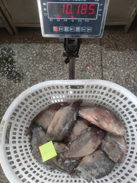Frozen Tilapia