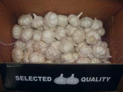 Ajo blanco puro fresco