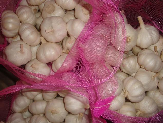 Pure White Garlic
