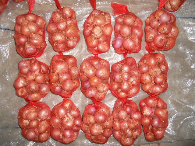Fresh shallot