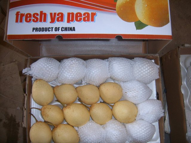 Fresh Ya Pear