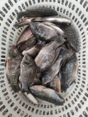 Frozen Tilapia