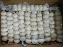 Fresh Pure White Garlic