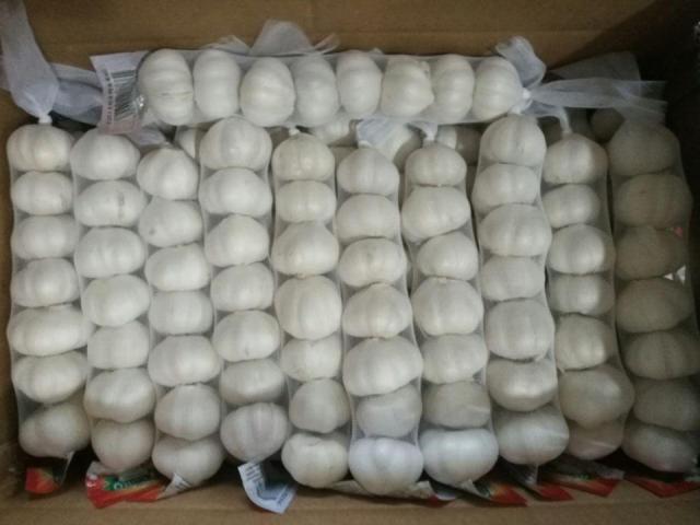 Fresh Pure White Garlic