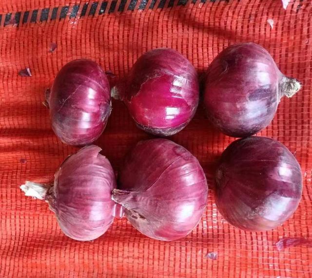 البصل الأحمر الطازج