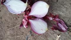 الكراث الطازج