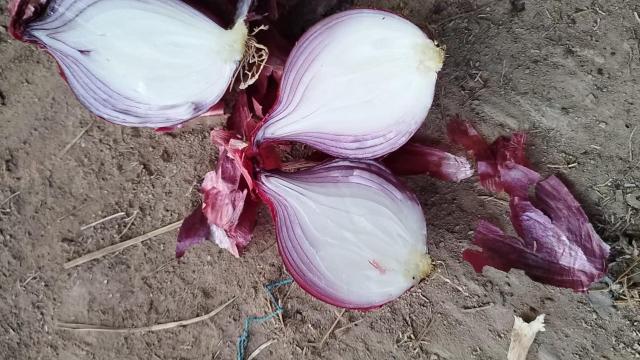 الكراث الطازج