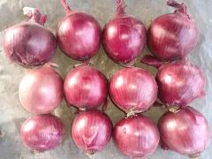 البصل الأحمر الطازج