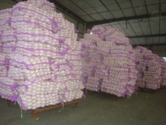 ثوم أبيض نقي طازج