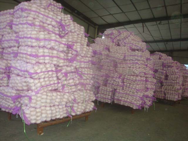 ثوم أبيض نقي طازج