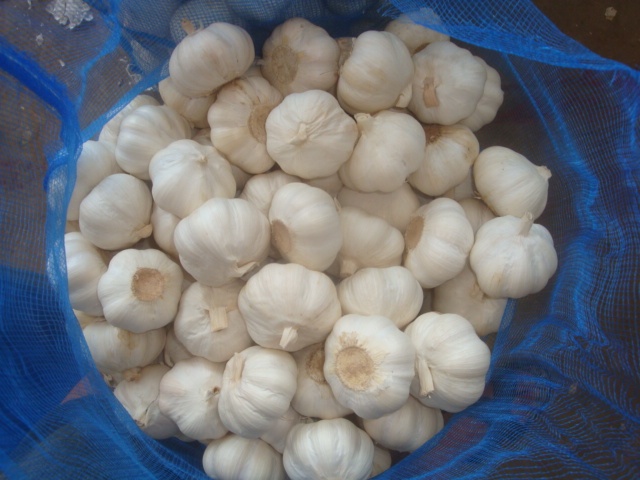 ثوم أبيض نقي طازج